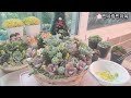 2024.06.13 바구니에 합식했던 다육이 근황🌸💕It's an update on the succulents that were planted in a combination way