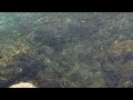 Snook school feeding on glass minnows at Jupiter inlet. Crystal clear water.