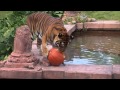 Wildlife Treated to Halloween Pumpkins | Disney's Animal Kingdom