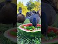 Celebrating the summer solstice with a watermelon bowl 🍉🦆