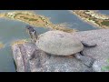 Turtle close up