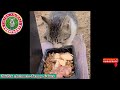 🐱TikTok Animals-Funny and Cute -Cat  Video #26 || TikTok Animals-Funny and Cute Channel.