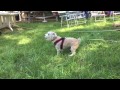 Noah the dog flipping out in slow motion