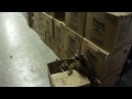 Baby Raccoons Found At Work