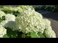 Annabelle in full bloom blooming on the bayside / Aomi Station / Symbol Promenade Park