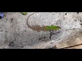 beautiful creatures lizard  🦎 green and brown  colour