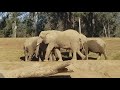 San Diego Wild Animal Park - Elephants Playing