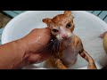 [Protective cat] 2 The flea was too dangerous in the first shower 🐱 *Browse carefully