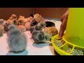 Organic Essentials: Raising Chickens from Eggs to Adults. Growing Vegetables to Bountiful Harvests