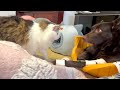 Fluffy cat spoiling dog