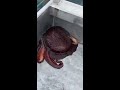 Giant Pacific Octopus Shapeshifter British Columbia