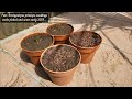 14 Years Timelapse of my Trachycarpus princeps @ Belgium