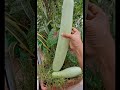 Organic bottle gourds harvest