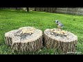 TV for Cats | Backyard Bird and Squirrel Watching | Video 10