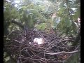 Jay Predates A Pigeon Nest