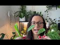 Caring for MARANTA | Make Them Thrive!