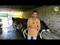 अल्पभूधारक शेतकऱ्याचा यशस्वी Hf गाईंचा गोठा | Hf cow dairy farming