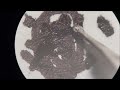 Fountain Pen Nib under Microscope