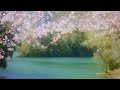 【自然の音】桜にあつまる小鳥たち / Nature Sounds - Birds Singing with Cherry Blossoms