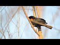 Red-winged blackbird call sounds | Male