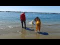 Golden Retriever Puppy's first beach trip!