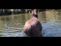 Wild Horses River Crossing