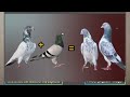 pigeon breeding cross result | pigeon cross breed