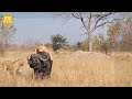 Injured Buffalo Must Face A Bloodthirsty Lion ,What Will Happen Next? | Animal Fight