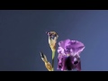Iris blue flowers opening time lapse