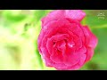 Beautiful Relaxing Music For Stress Relief - Music For Spiritual Healing And Meditation