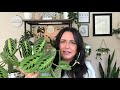 Caring For A Maranta (Prayer Plant) Is So Easy | Maranta Prayer Plant Care | Houseplant Care Tips