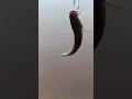 cấm câu cá dính cò #fishing #animals