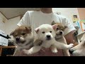 【柴犬 子犬】親離れを感じさせるようになってきた子犬