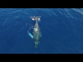 Drone chasing WHALES IN HAWAII..........