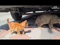 Hungry Mother Cat beats the Kitten by not sharing its food even with her own Kitten.