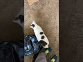 An old video of my cat Jasmine