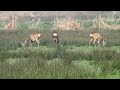 Reeën in natuur rond Hilvarenbeek.