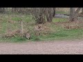 Badger Seen Chasing Dogs and People in Broad Daylight at UK Woods