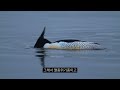 Scaly-Sided Mergansers at the Military Front Line of South Korea?🦆 They're Only Around No Humans