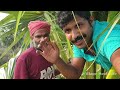 Palm Toddy Extraction Process | Asian Palmyra Juice | Plam Natural Alcohol