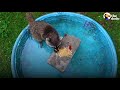 Guy Becomes BFFs with Raccoon and Her Baby | The Dodo Wild Hearts