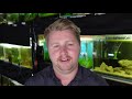 Should I Get an Oscar Fish? - How to Keep Oscar Cichlids