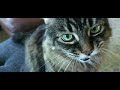 Asmr Cat Eating Treats/ Cat Purring/Asmr Sounds