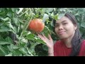 Malalaki na Bunga ng Tomatoes and Cucumber/Little Garden/Lynn Rosela Stanojevic