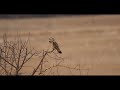 Short-eared Owl in an Apple Tree.