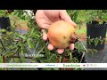 എം.എ. യൂസഫലിയുടെ വീട്ടിലെ പഴത്തോട്ടം | എയർപോട്ടിൽ ഹൈടെക്  ഫ്രൂട്ട് ഫാം | Hi-Tech AirPot Fruit Farm