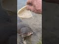 Bigg Betsy 🐢 demanding breakfast 🌮