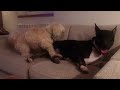 Bull Terrier Oliver and Lhasa Sasha