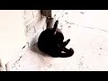 Black Cat Meows Like He’s Bewitched! Friendly to People & Trellis #catlover #animal #viralvideo