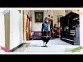 HOT LEGS - Line Dance | Choreo by Shirley Blankenship (USA)
